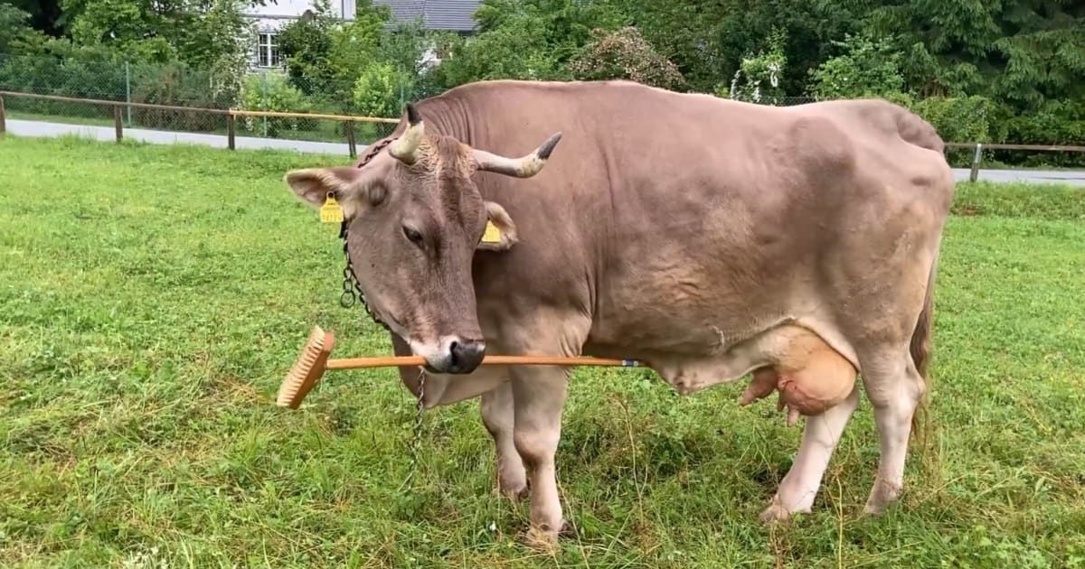 Veronika, the cow, using a tool. (Cover Image Source: Antonio J. Osuna-Mascaró)