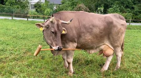 This Pet Cow Just Used a Brush to Scratch Its Back — the First Known Tool Use in Cattle