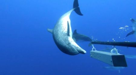 Students Drop Baited Camera in Atlantic Ocean — and the Footage Reveals an Unusual Scene