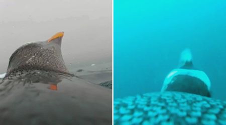 Scientists Put a Camera on an Antarctic Penguin — the Footage from Beneath the Ice Is Jaw-Dropping