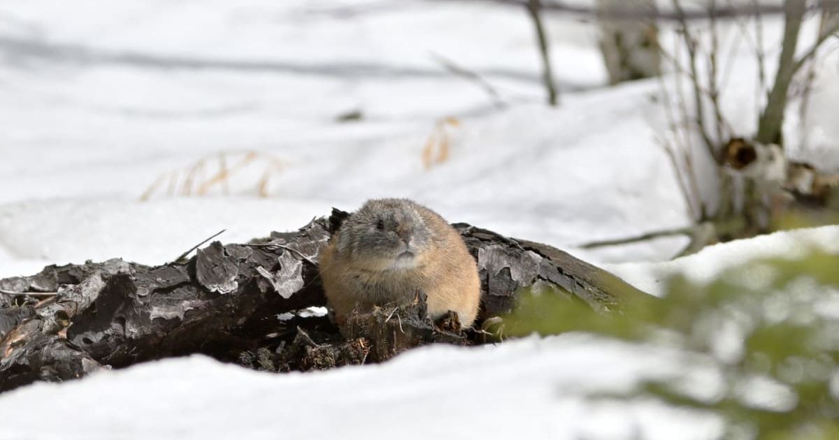 Northern Pika peeking from a snow-covered landscape. (Representative Cover Image Source: Getty Images | Satoru S)