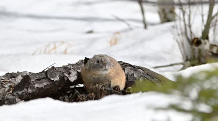 Climate Change Threatens Tiny Rich Ecosystem Thriving Deep Within Snow Covers