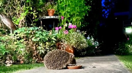 Researchers Spied on Hedgehogs with Hidden Home Cameras — What They Caught at Night Is Unexpected