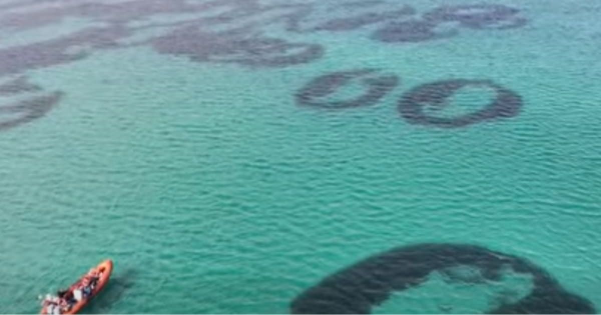 Stunning seagrass 'fairy circles' captured underwater. (Cover Image Source: Facebook | @NatureScot)