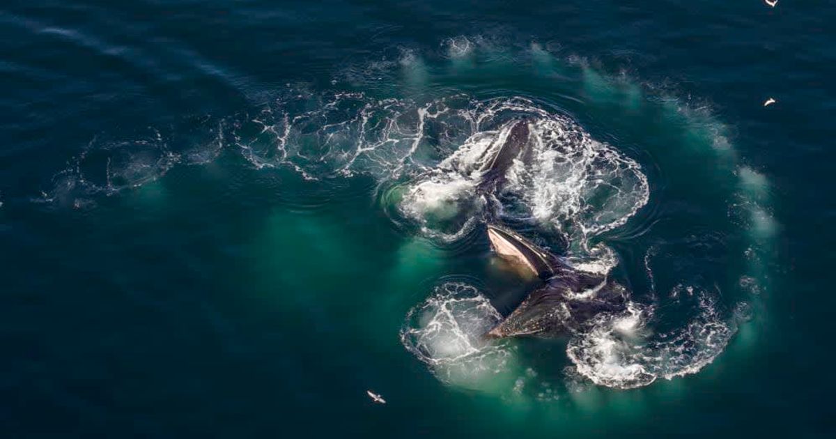 Aerial view of a humpback whale bubble netting a school of small fish (Representative Cover Image Source: Getty Images | Wildestanimal)
