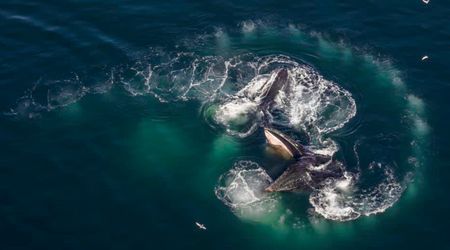 Migrating Humpbacks Teach Their Neighbors to Fish — And Help Revive a Whale Population