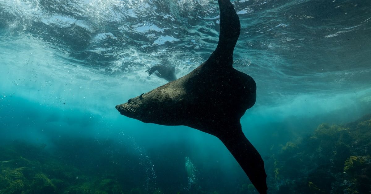 A seal playing in the water (Representative Cover Image Source: Getty Images | Brook Mitchell)
