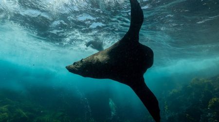 Scientists Find Rare Monk Seals Using a Hidden Underwater Language that Defies all Expectations