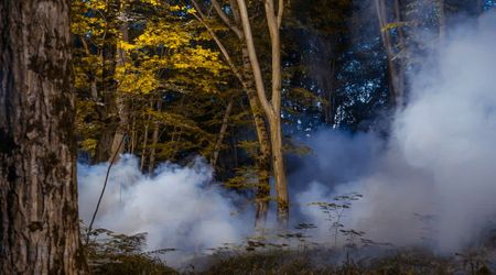 Will Trees Really Explode During this Week’s Historic Polar Vortex Storm?