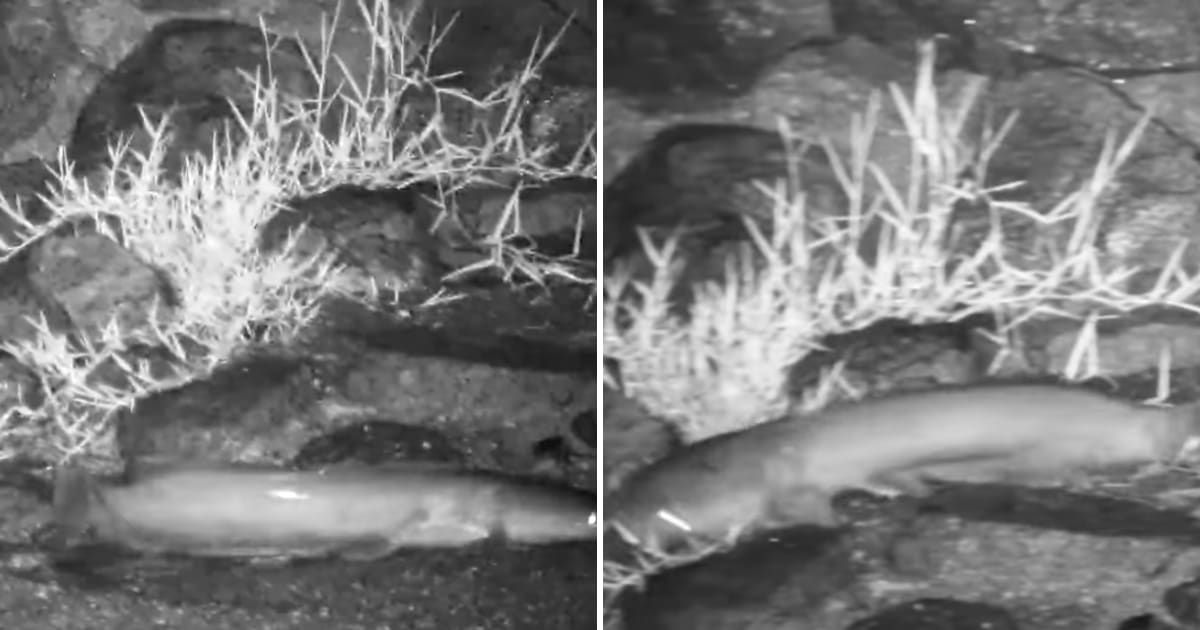 Live cam in South Africa recorded a catfish crawling out of a lodge's pond for a night stroll (Cover Image Source: YouTube | Africam)