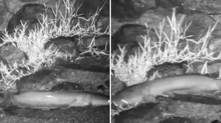 Shocking Live Cam Video Shows Catfish Crawling Out of Water for a Nighttime Stroll on Land