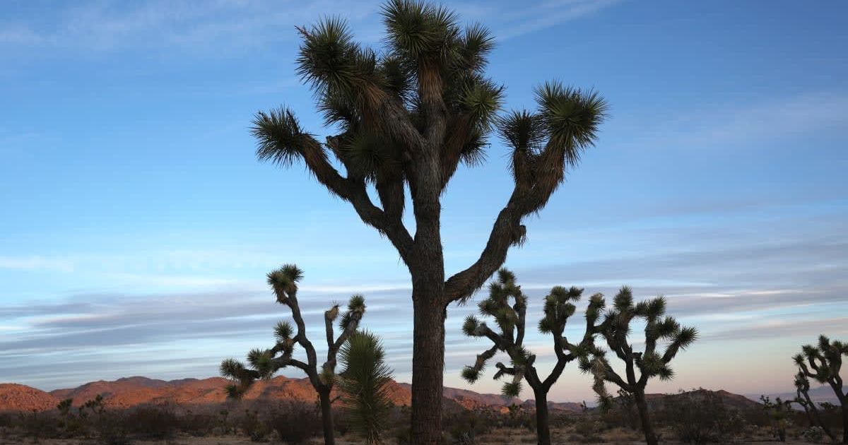 Joshua Trees stand after sunrise in Joshua Tree National Park (Representative Cover Image Source: Getty Images | Mario Tama)