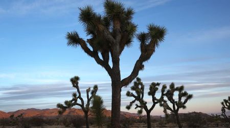 Joshua Tree National Park on Alert as More Than 200 Mini Earthquakes Strike in Under 24 Hours