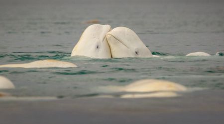 Scientists Find Surprising Mating Patterns in Arctic Whales that Stop Them from Going Extinct