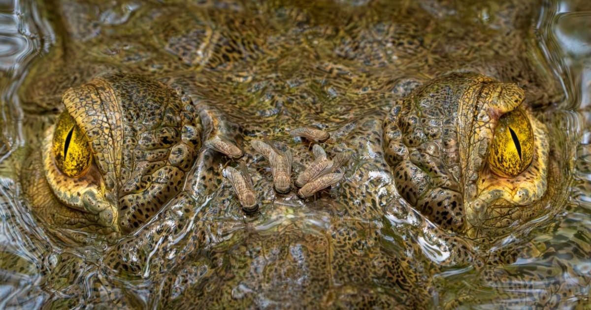 The overall winner of the Capturing Ecology 2025 photo awards, 'Wouldn’t Hurt a Fly' by Zeke Rowe (Cover Image Source: British Ecology Society | Photo by Zeke Rowe)