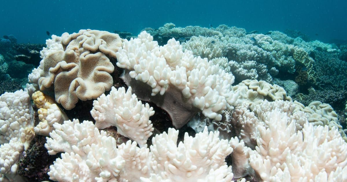 Soft Corals Coral Bleaching on the Great Barrier Reef. (Representative Cover Image Source: Getty Images | Brett Monroe Garner)