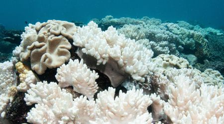 Efforts to Cut Down Ship Emissions Is Now Dramatically Harming Ocean Health, Scientists Discover