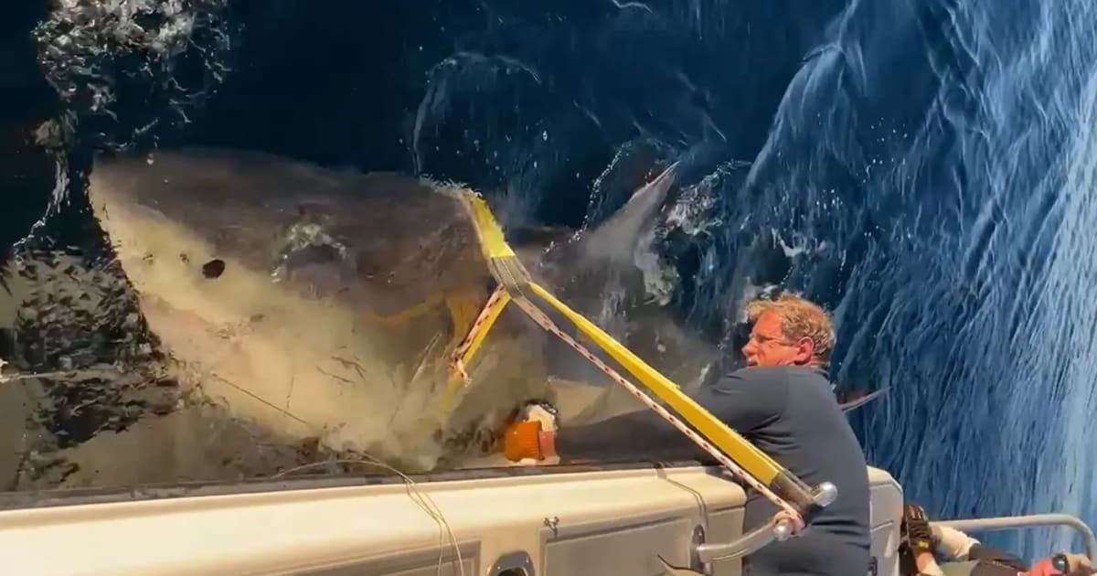 Contender, a male great white shark, returns to the Florida waters after a year-long journey (Cover Image Source: SWNS)