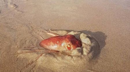 Photographer Stunned After Finding Rare 'Color-Changing' Octopus on a Beach Walk