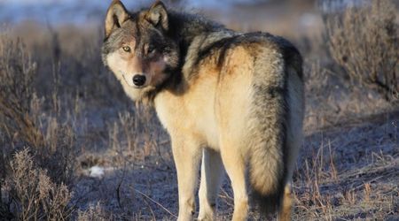 Beloved Yellowstone Wolf from 'Most Viewed Pack in the World' Illegally Shot Dead