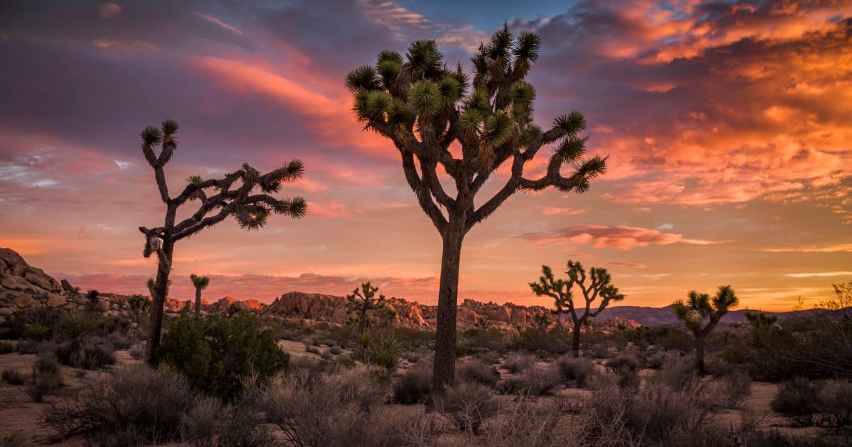 Majestic silhouettes of gnarly Joshua trees as they bloom in a landscape bathed in the orange and yellow hues of sunset (Representative Cover Image Source: Getty Images | Schroptschop)