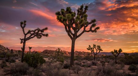 Joshua Trees Are Blooming Early Across California’s Deserts — and Scientists are Worried