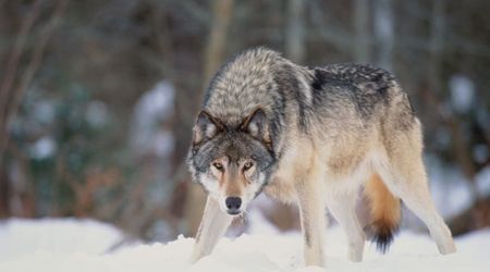 These Wolves Survived Radiation Exposure in Chernobyl — and Developed a Surprising Superpower