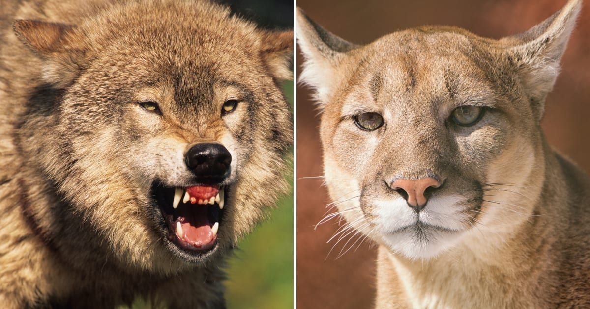 (L) A wolf snarling in the wild, (R) A cougar in a forest (Representative Cover Image Source: Getty Images | (L) Twildlife, (R) Alaska Photography)