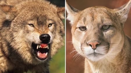 Two Yellowstone Predators Are Locked in a Power Struggle — One Is Changing Its Habits to Survive