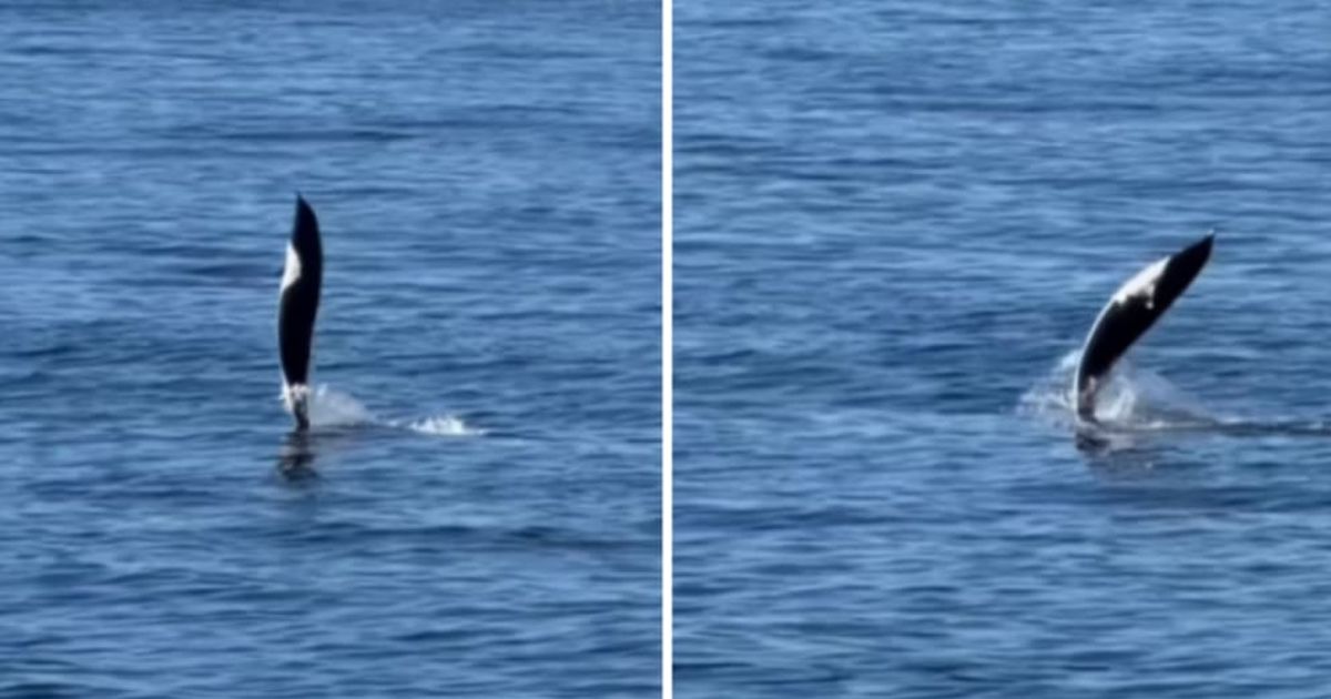Dolphin moving through water using its tail. (Cover Image Source: Instagram | @monterey_bay_whale_watch)