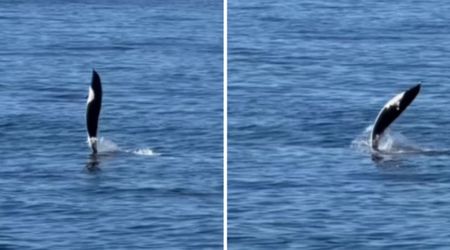 Dolphin Defies Gravity to 'Walk on Water' With Its Tail, Stuns Viewers with Rare Display