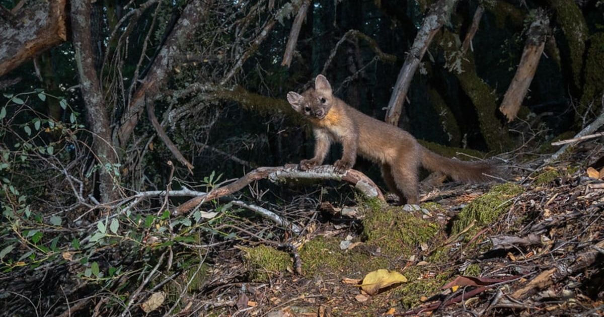 A coastal martin captured in a forest. (Cover Image Source: Ben Wymer, A Woods Walk Photography | Oregon State University)