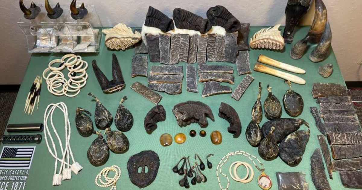 Bones, shells, and fragments from the bodies of animals that became target of wildlife trafficking operations in California (Cover Image Source: Facebook | California Department for Fish & WIldlife)