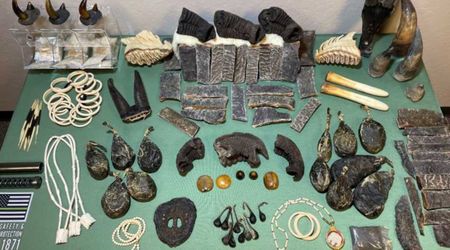 20-Year-Endangered Antelope Remains Among Disturbing Finds in California Wildlife Trafficking Case