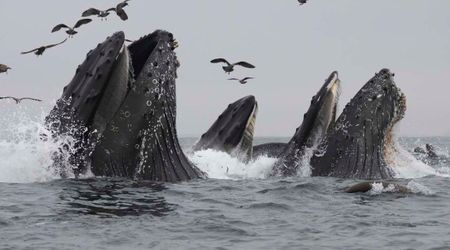 Warming Oceans Are Forcing Whales to Compete for Food — Way Earlier Than Scientists Expected