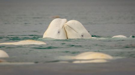 Melting Ice Is Making the Arctic Louder Underwater, and Whales Are Struggling to Be Heard