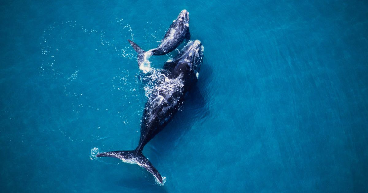 Mother gray whale with her calf in the water (Representative Cover Image Source: Getty Images | Gerard Soury)