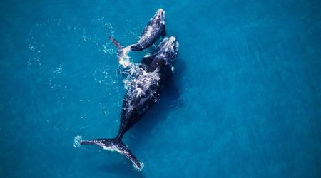 Speeding Boat Nearly Hits Gray Whale Mother and Calf — Exposes Growing Risks in California Waters