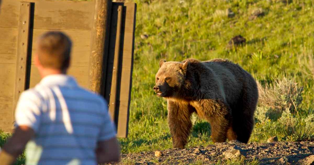 A grizzly bear standing in a meadow in Yellowstone National Park, and a visitor observing it from behind (Representative Cover Image Source: Getty Images | Jake D Davis)