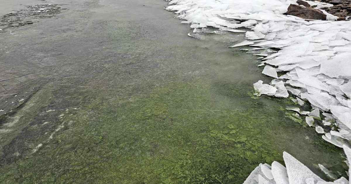 Emerald green carpet of cyanobacteria concealing South Bohemia's Lake Lipno along with pieces of cracked ice (Cover Image Source: Czech Academy of Sciences’s Biology Center)