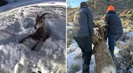 This Bighorn Sheep Was Stuck in Ice on the Colorado River — Then, Rescuers Stepped In