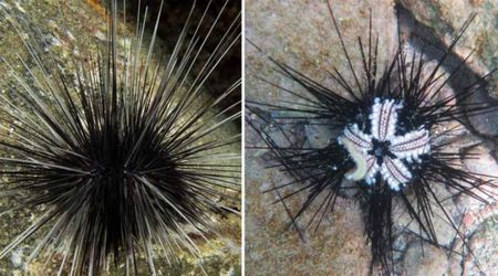 Something Is Killing Sea Urchins Worldwide — And Scientists Fear It’s Only the Beginning