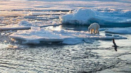 Polar Bears in Svalbard Are Getting Fatter Despite Melting Ice — Defying Scientific Expectation
