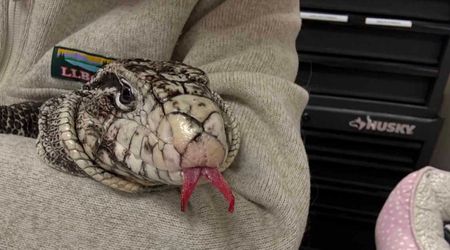 Rhode Island Man Shoveling His Driveway Finds Exotic Lizard Buried Under Nearly 2 Feet of Snow