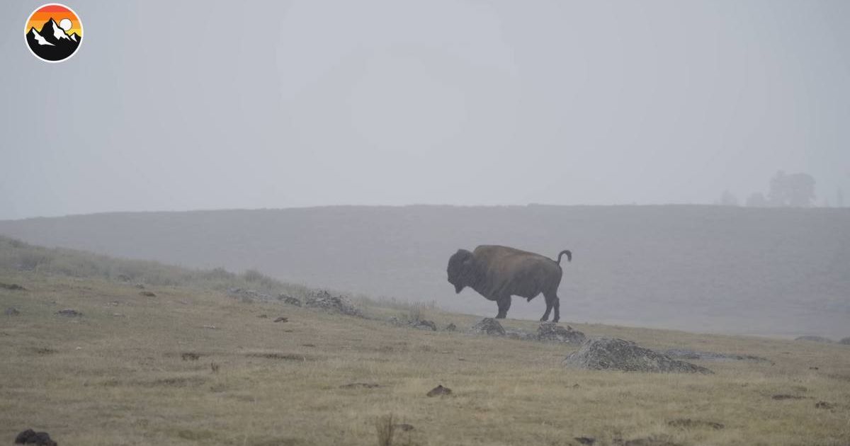 Bison at the 'animal boneyard' in Yellowstone. (Cover Image Source: YouTube | @Coyote Peterson)