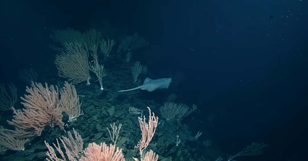 Cover Image Source: YouTube | @cherissedupreez