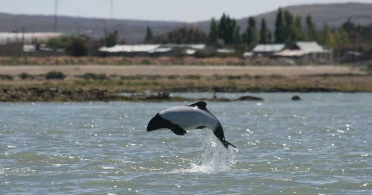 Commerson’s dolphin (Cover Image Source: WDC - NA)