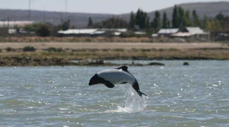 Man Captures Stunning Footage of Elusive Dolphins Known as 'Pandas of the Sea'