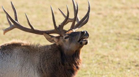 Popular Rocky Mountain Elk Takes Its Final Breath at the Hands of a Hunter
