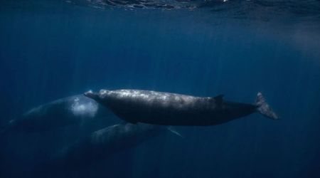 Experts Put Listening Devices in the Ocean and Heard Mysterious Calls from Whales Rarely Seen Alive